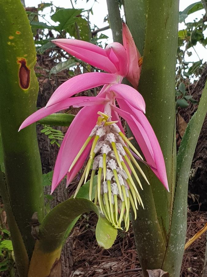 Pousada Recanto Dos Beija Flores Monte Alegre do Sul Εξωτερικό φωτογραφία